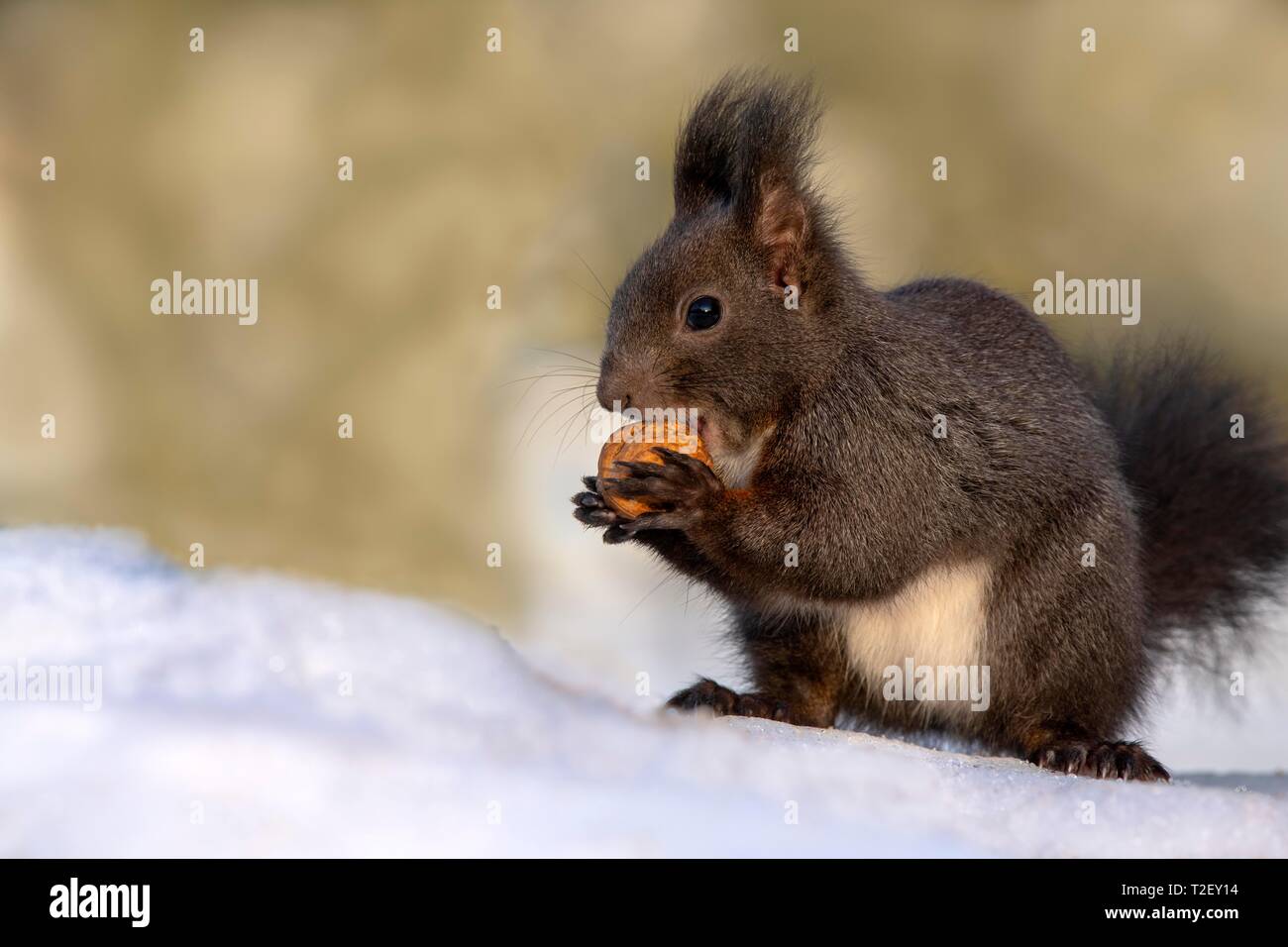 Eurasian red squirrel (Sciurus vulgaris), sitting in the snow and feeding a walnut in his paws, Austria Stock Photo