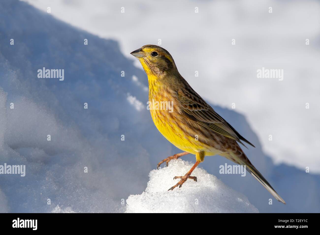 Yellowhammer (Emberiza citrinella), sitting in the snow, Austria Stock Photo