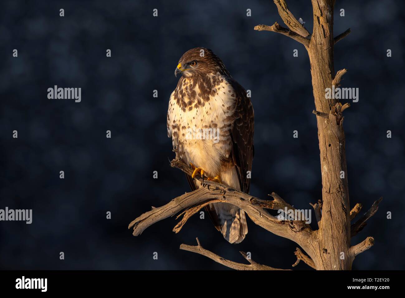 Steppe buzzard (Buteo buteo), sitting on a branch, looking out, Austria Stock Photo