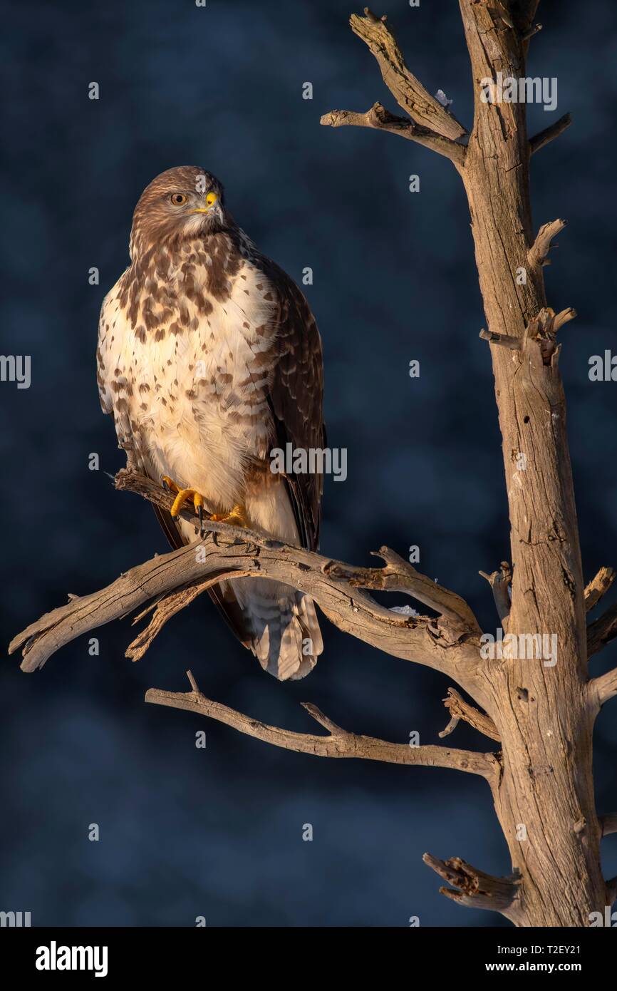Steppe buzzard (Buteo buteo), sitting on a branch, looking out, Austria Stock Photo