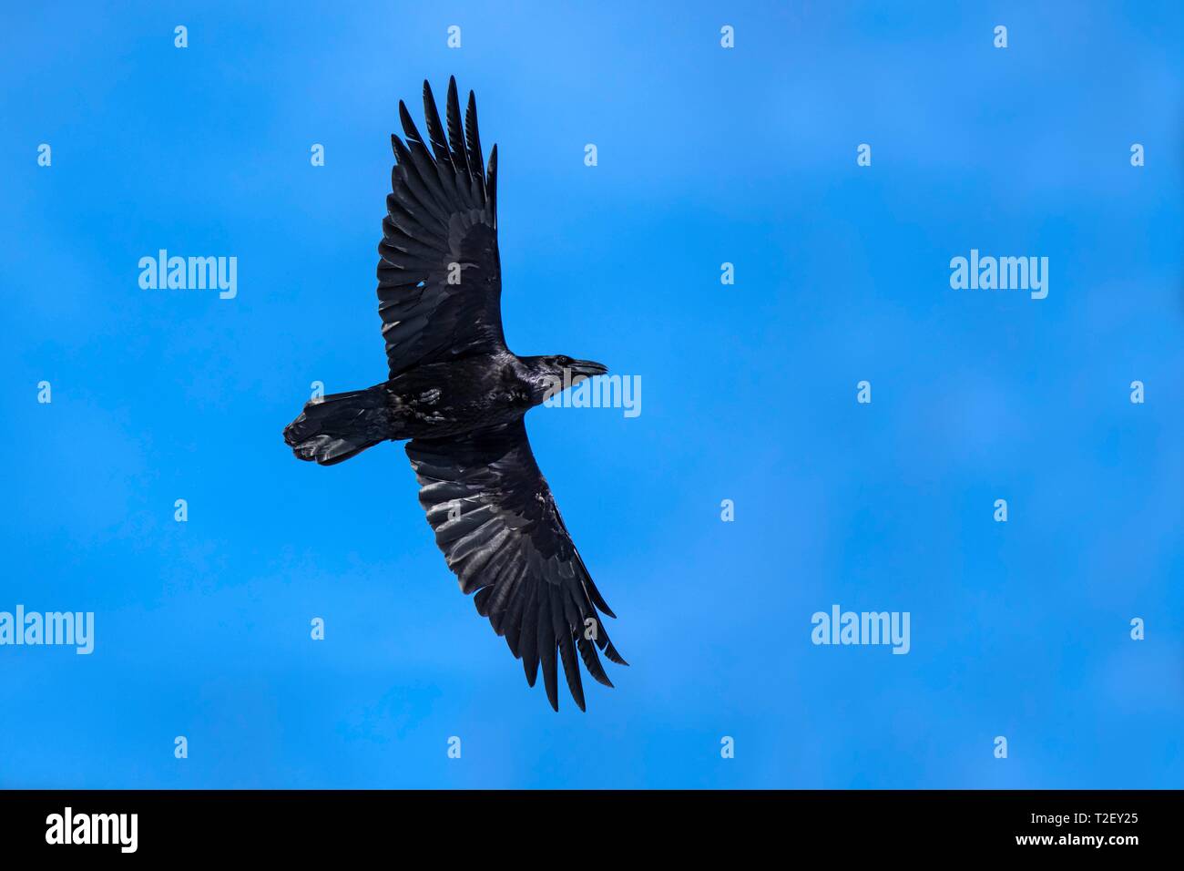 Common raven (Corvus corax), flying in front of a blue sky, Austria Stock Photo