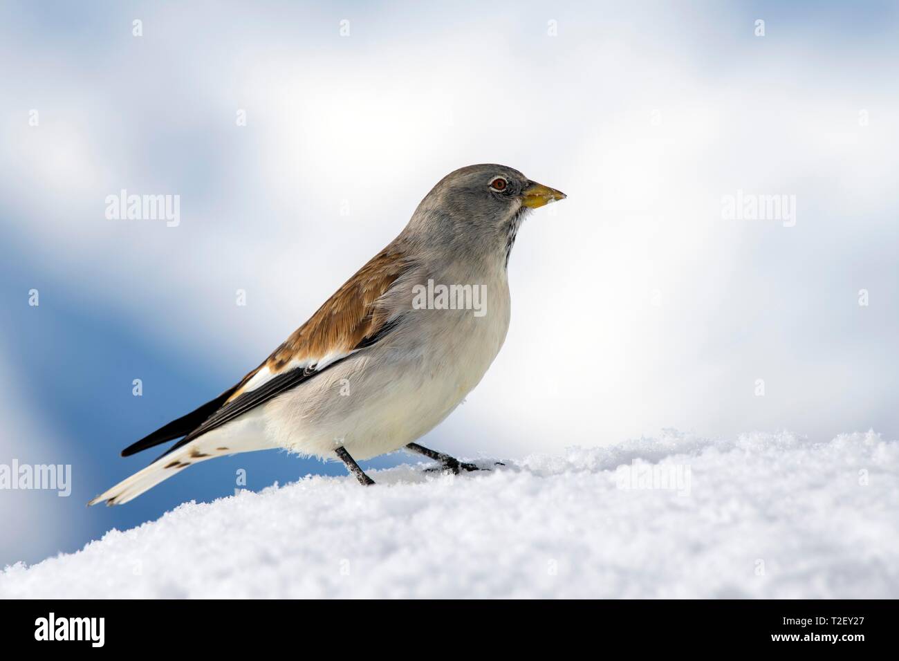 White-winged snowfinch (Montifringilla nivalis), in the snow, Austria Stock Photo