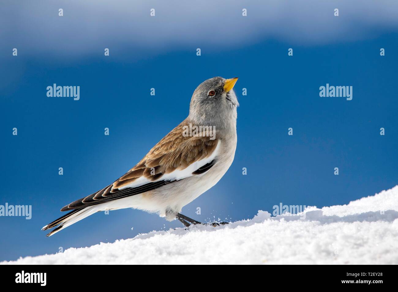 White-winged snowfinch (Montifringilla nivalis), in the snow, Austria Stock Photo