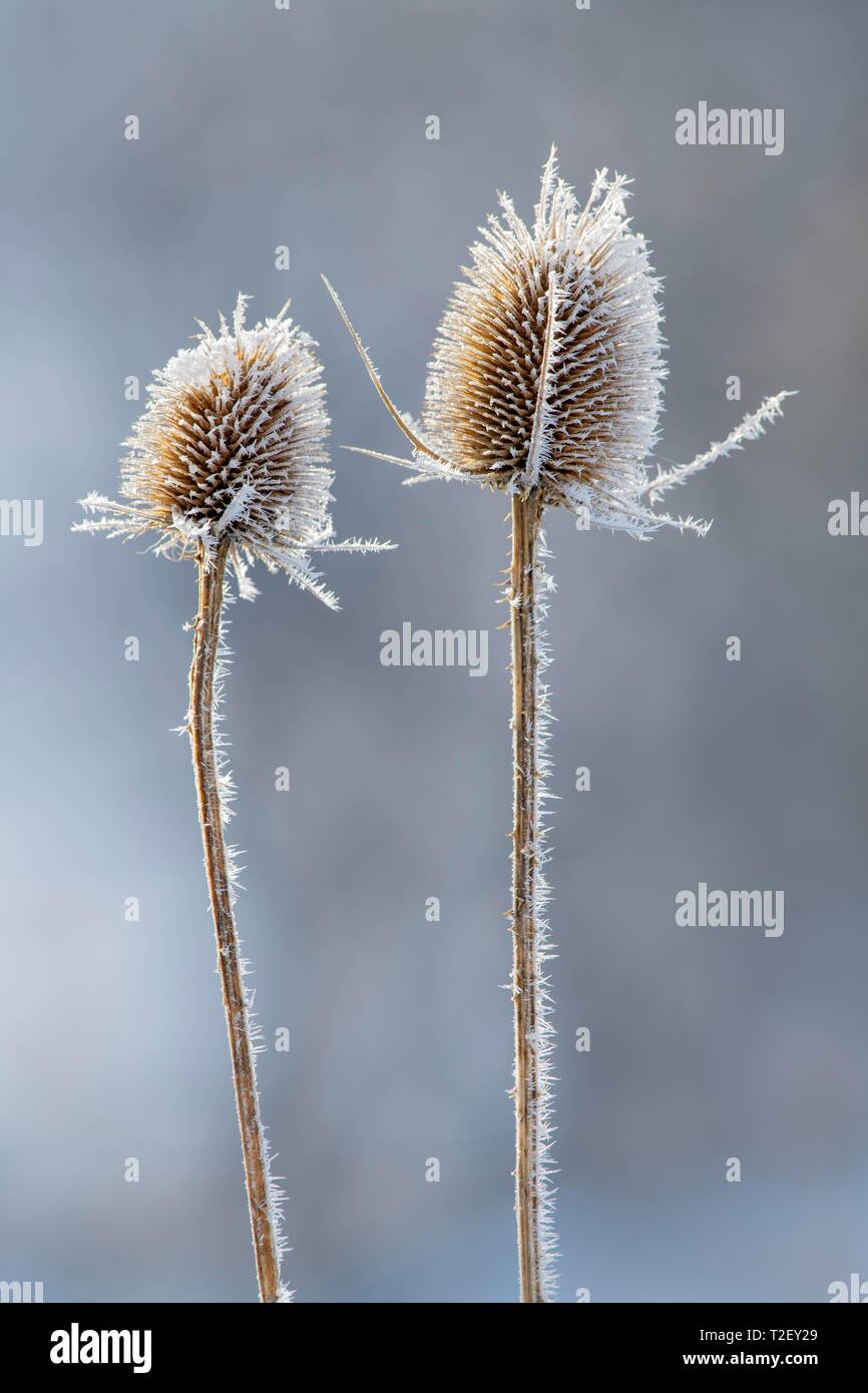 Wild teasel (Dipsacus fullonum), in winter with hoar frost, Austria Stock Photo