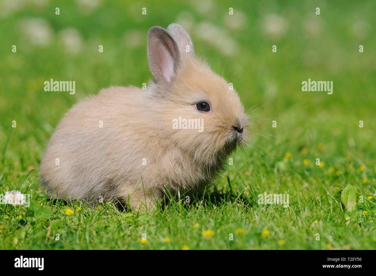 Brown rabbit meadow hi-res stock photography and images - Alamy