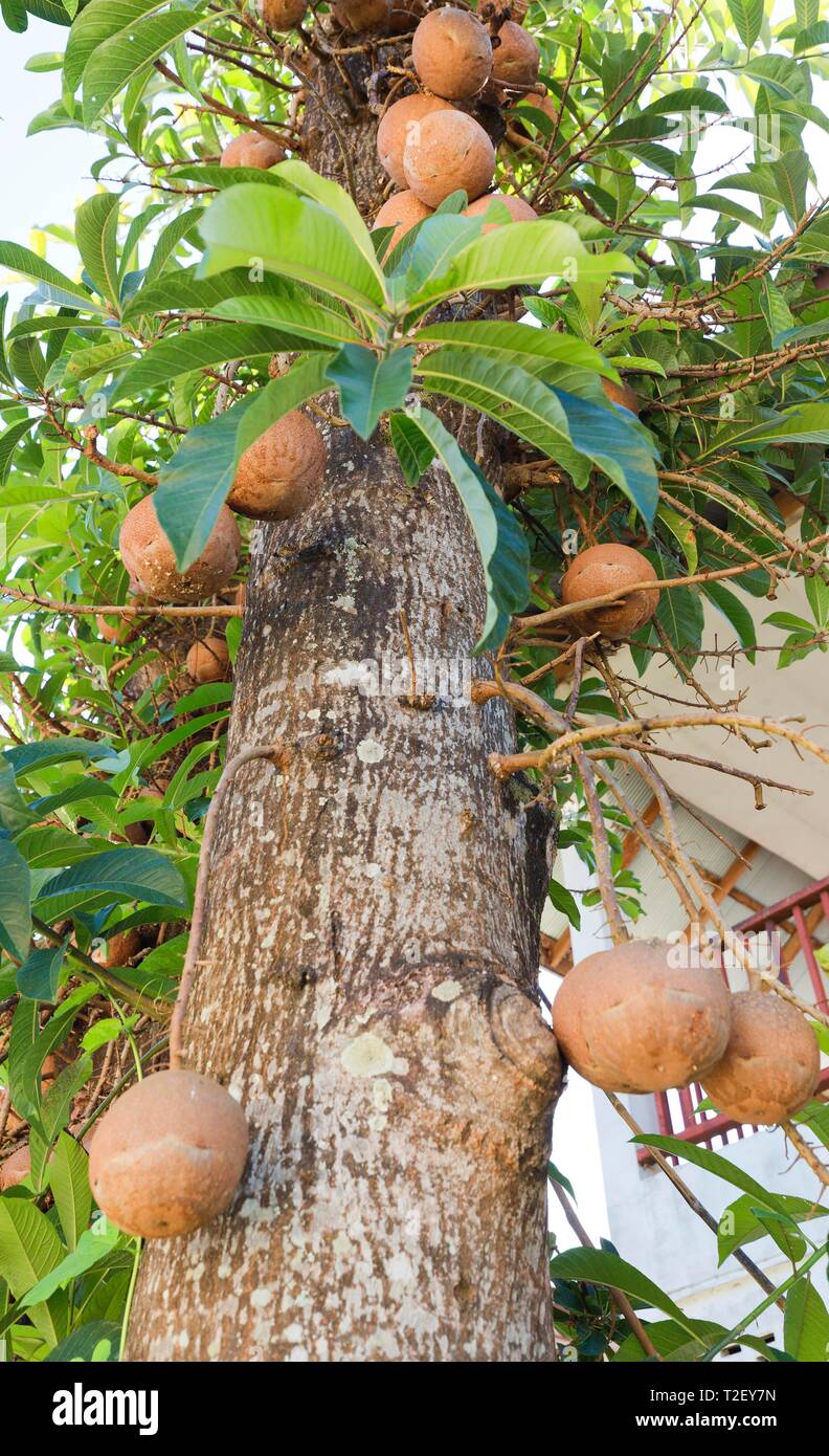 Cannonball Tree (Couroupita guianensis) with fruits, Mae …