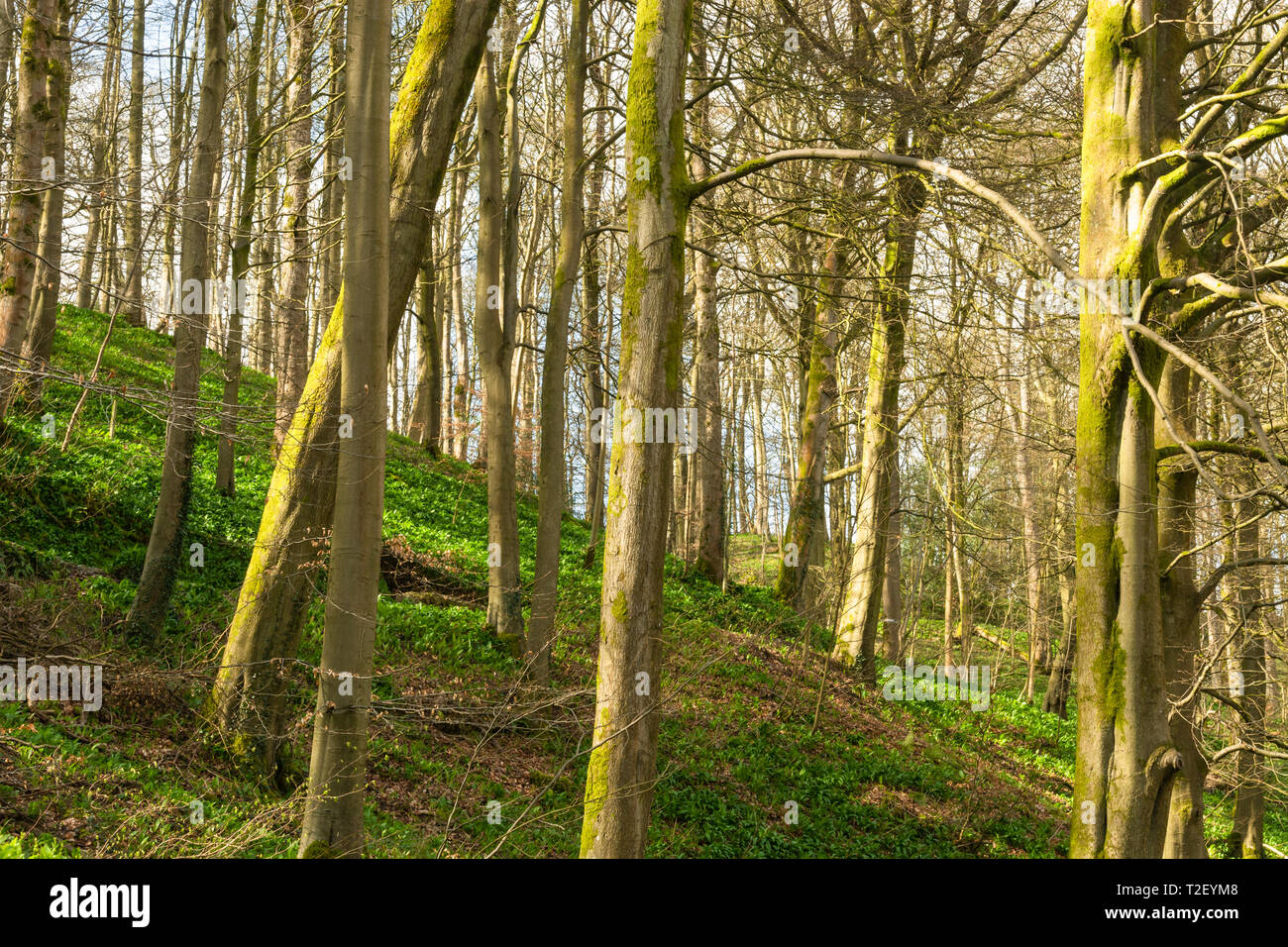 Deciduous hillside woodland hi-res stock photography and images - Alamy