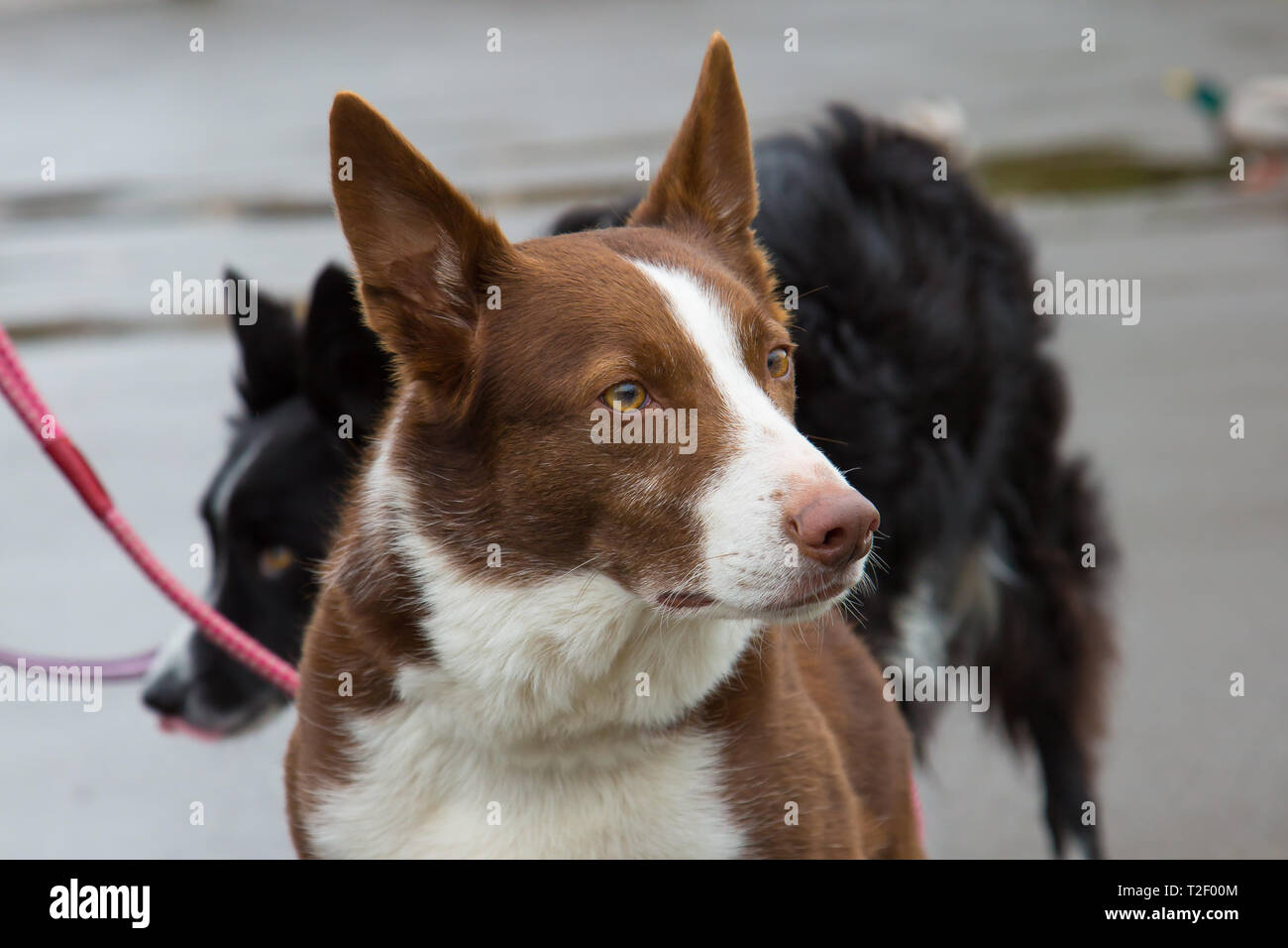 Detailed close-up head and shoulders shot of an Australian short-haired red border collie out for his walk in a country UK park. Stock Photo