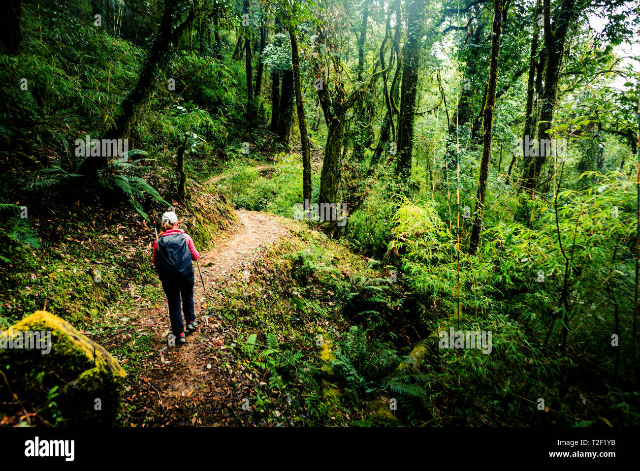 hiking in Nepal jungle forest Stock Photo