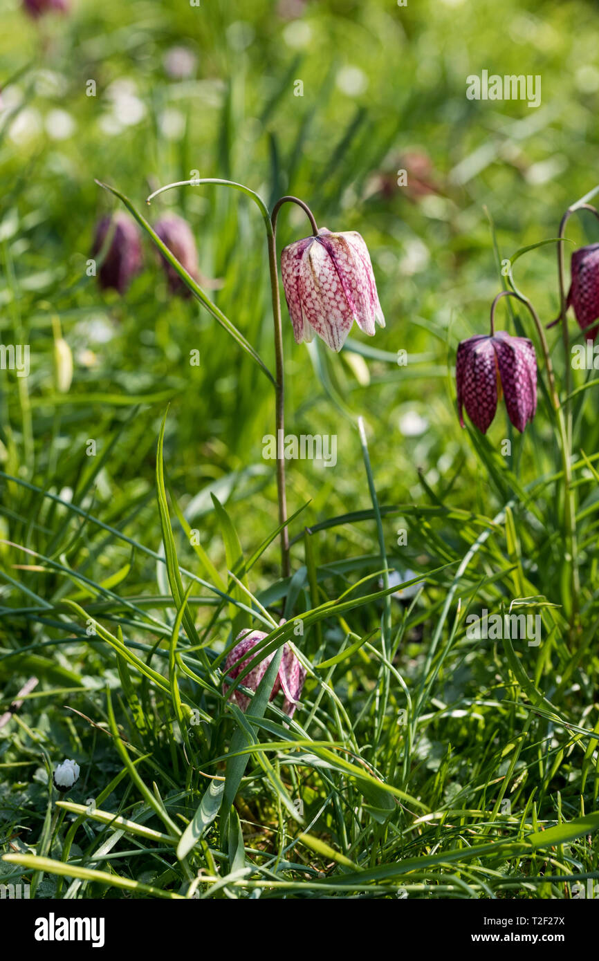 Close up of wildflower Snake's head fritillary / Fritillaria meleagris