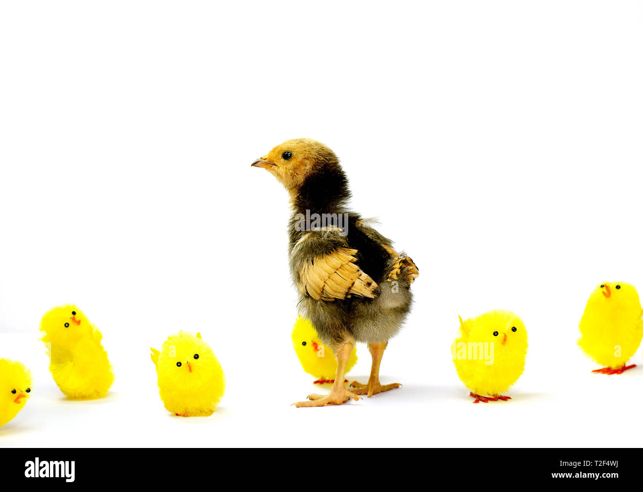 Stand out, be authentic, believe in yourself concept, a defiant real brown chick standing out from the fake yellow chicks Stock Photo