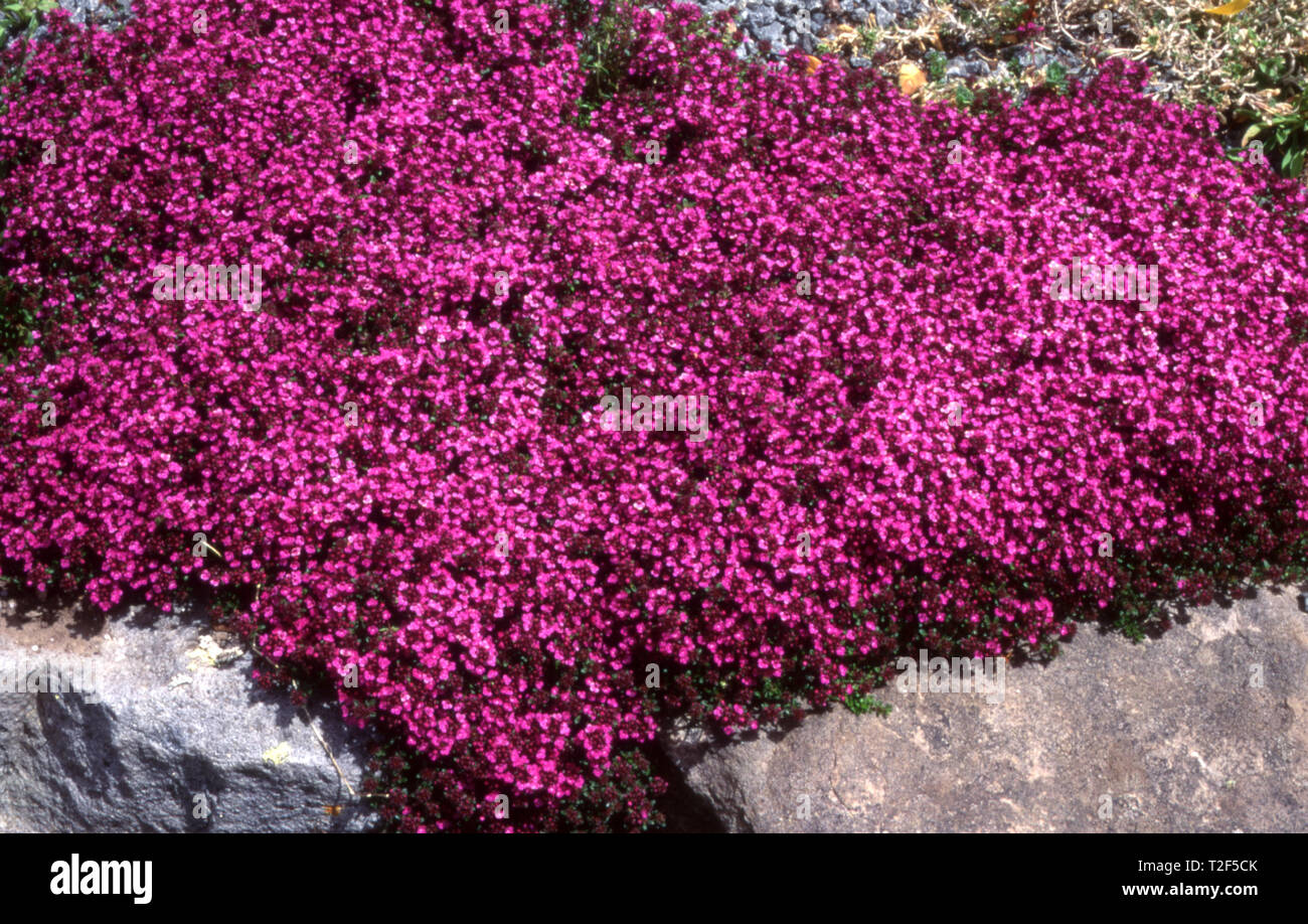 RED CREEPING THYME, THYMUS COCCINEUS GROWING IN ROCK GARDEN Stock Photo Alamy