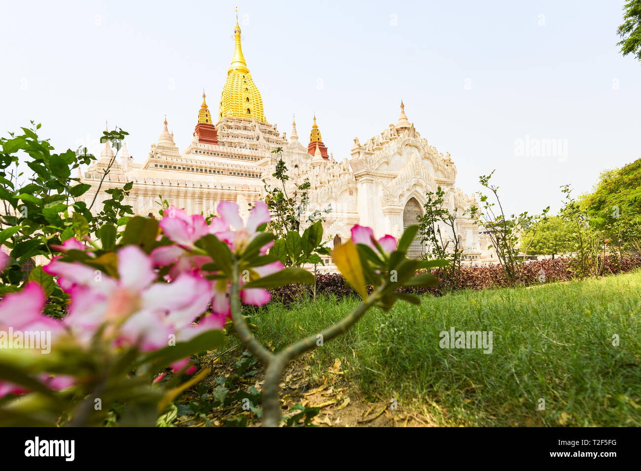 (selective focus) Stunning view of the beautiful Ananda Temple in the background and some pink frangipani flowers in the foreground. Stock Photo