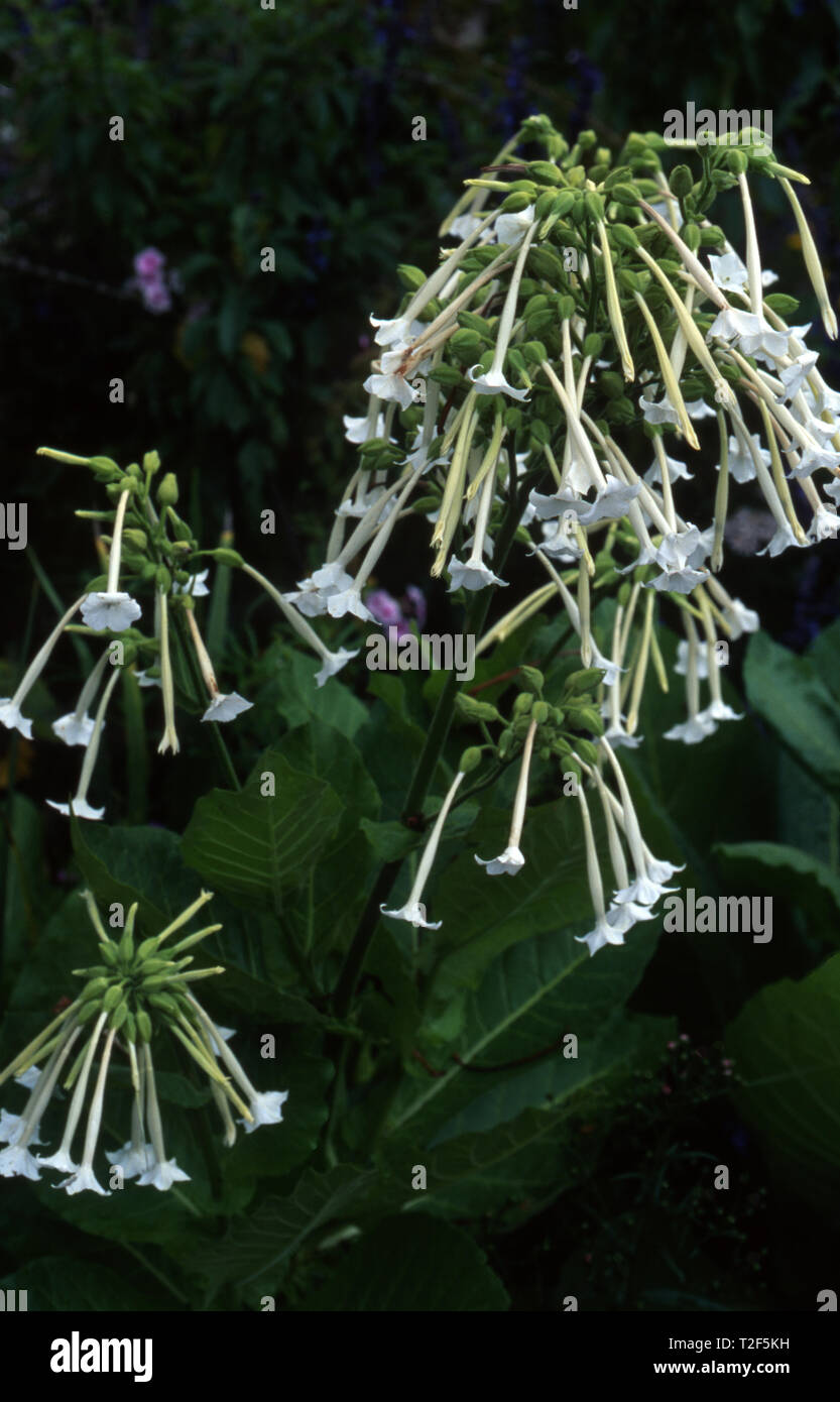 tobacco is also known as FLOWERING TOBACCO (NICOTIANA SYLVESTRIS) ALSO KNOWN AS WOODLAND TOBACCO AND  SOUTH AMERICAN TOBACCO Stock Photo