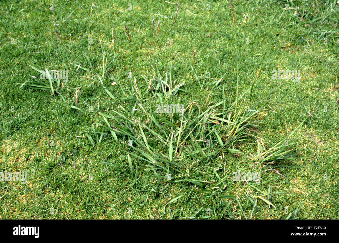 PASPALUM GROWING IN LAWN, COFFS HARBOUR, NEW SOUTH WALES, AUSTRALIA. Stock Photo