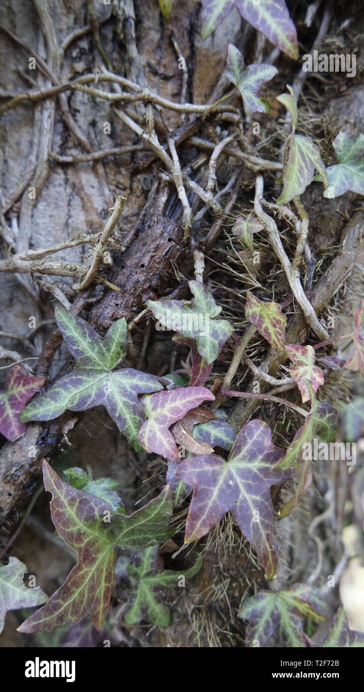 Ivy leaves on a tree bark Stock Photo