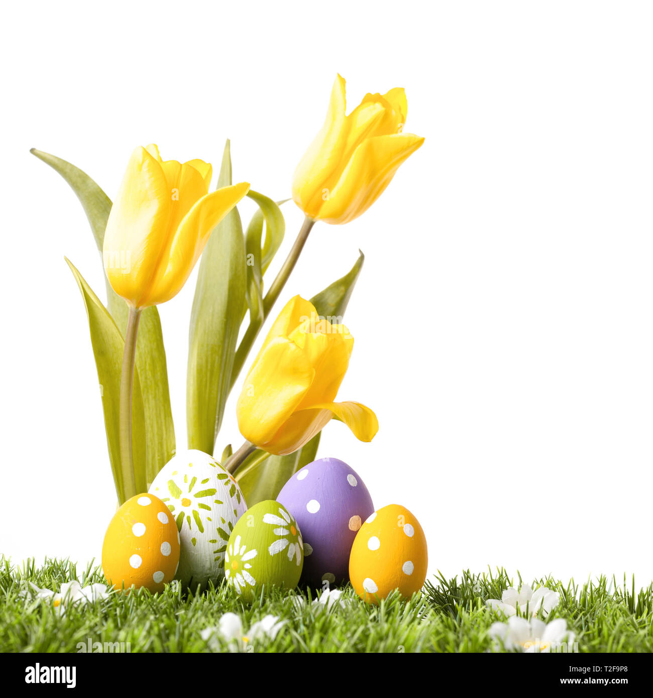 Easter eggs with yellow tulips in grass isolated on white background Stock Photo