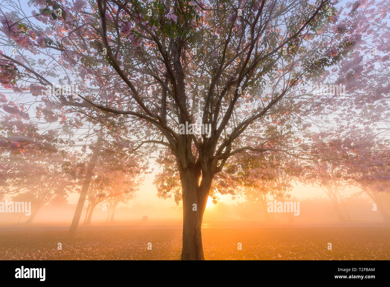 Pink trumpet tree row with Mist in sunrise time / Pink trumpet with sunrise Stock Photo