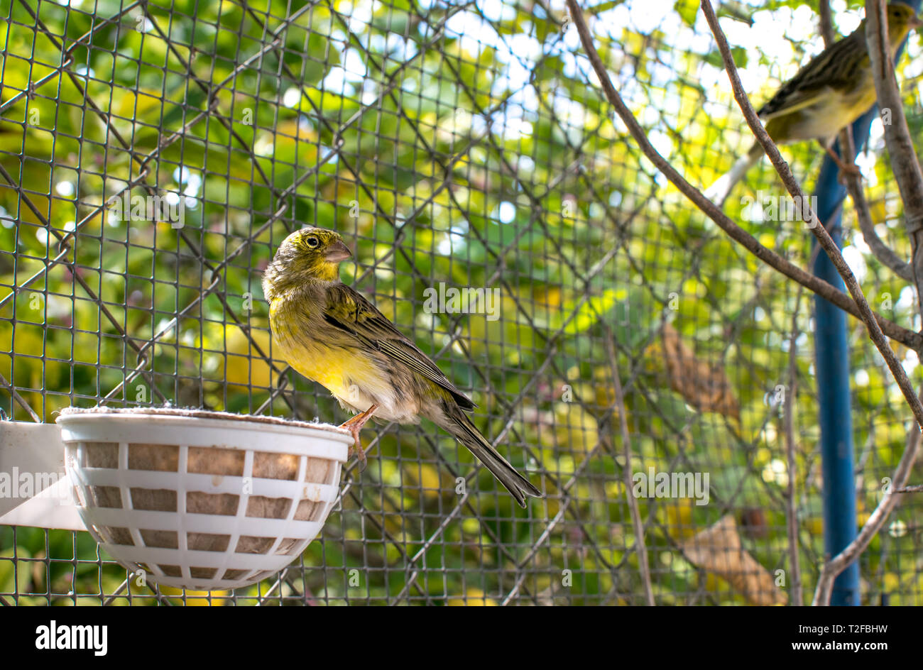 The Atlantic canary bird (Serinus canaria), canaries, island canary,  birds pet perched on a wooden stick against lemon trees inside a cage in Spain, 2019. Stock Photo