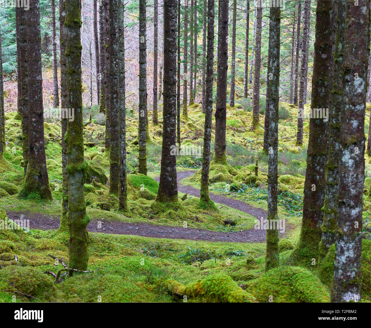 Forest walk near Invergarry, Lochaber, Highland, Scotland.  A winding path through moss and tree trunks. Stock Photo