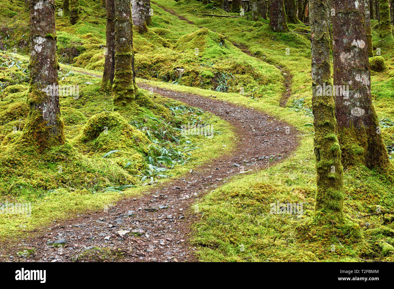 Forest walk near Invergarry, Lochaber, Highland, Scotland.  A winding path through moss and tree trunks. Stock Photo