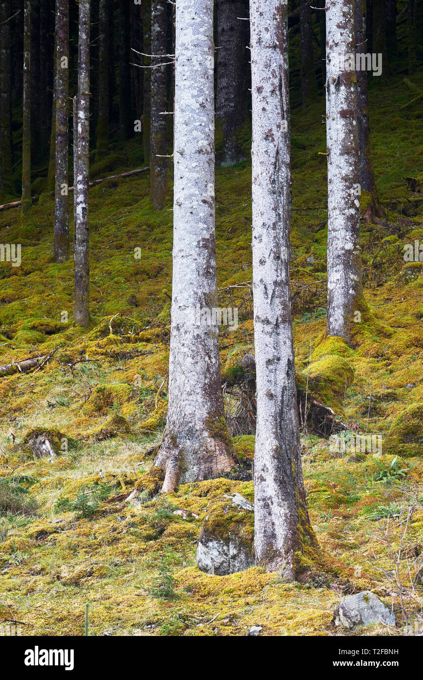 Three white tree trunks in forest near Invergarry, Lochaber, Highland, Scotland Stock Photo