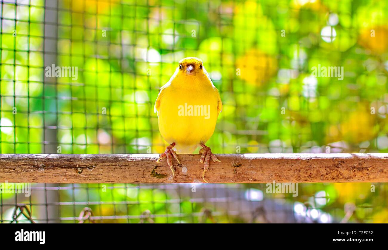The Atlantic canary bird (Serinus canaria), canaries, island canary,  birds pet perched on a wooden stick against lemon trees inside a cage in Spain, Stock Photo