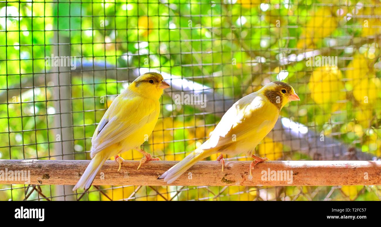 The Atlantic canary bird (Serinus canaria), canaries, island canary,  birds pet perched on a wooden stick against lemon trees inside a cage in Spain, 2019. Stock Photo