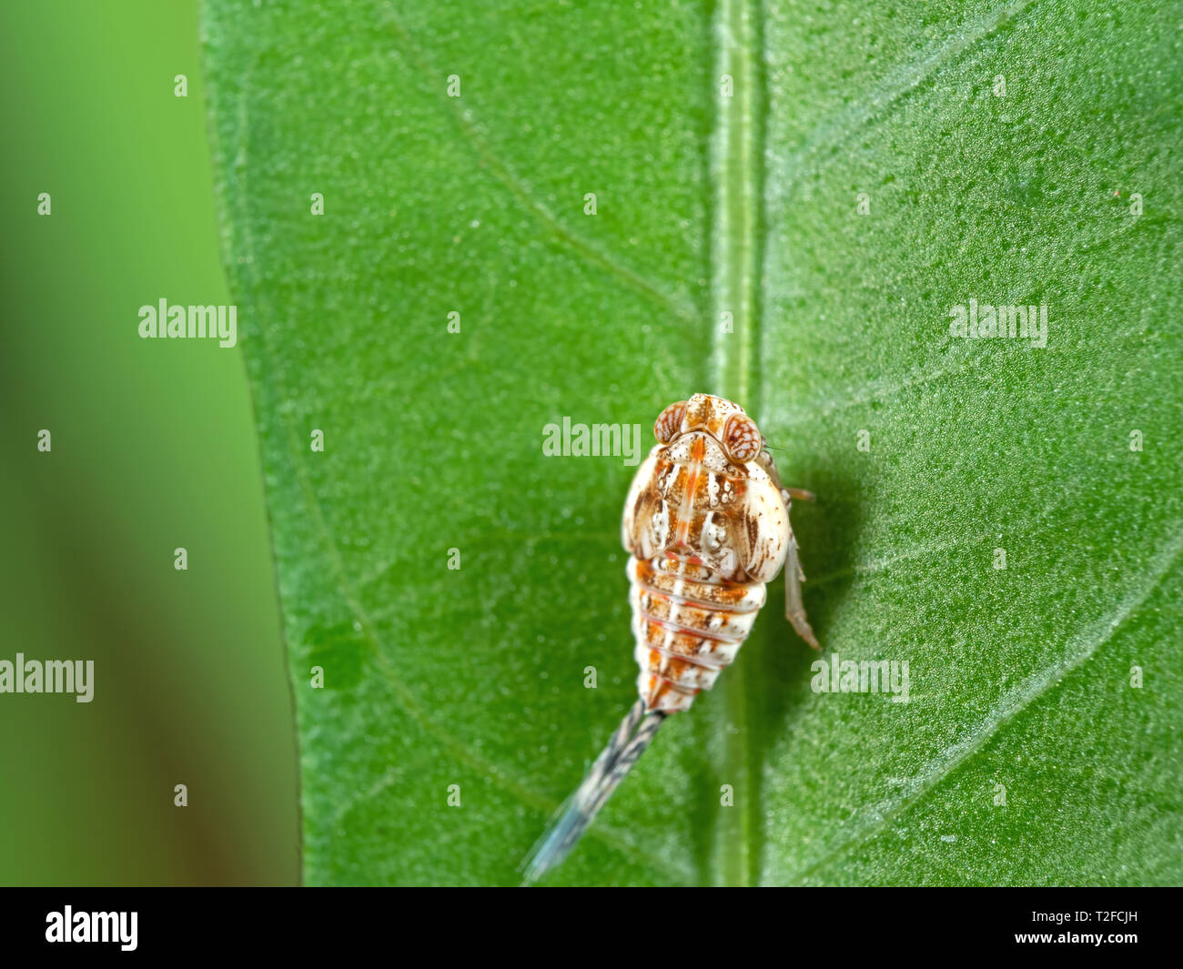 Macro Photography of Little Insect on Green Leaf Stock Photo - Alamy