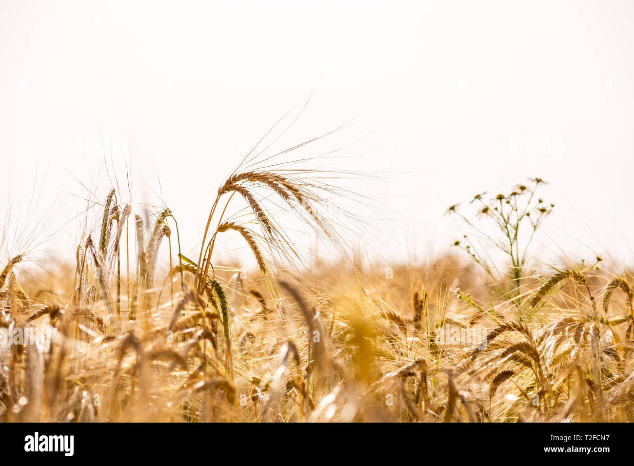 Wheat field. Background of ripening ears of meadow wheat field. Rich rural harvest concept Stock Photo