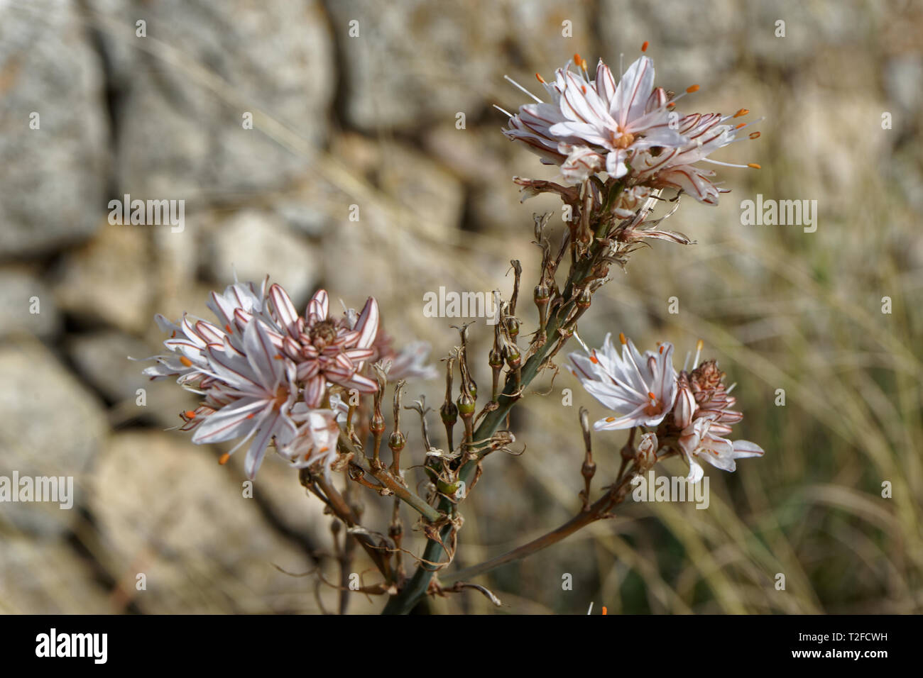 Indigenous Flower in Mallorca Stock Photo