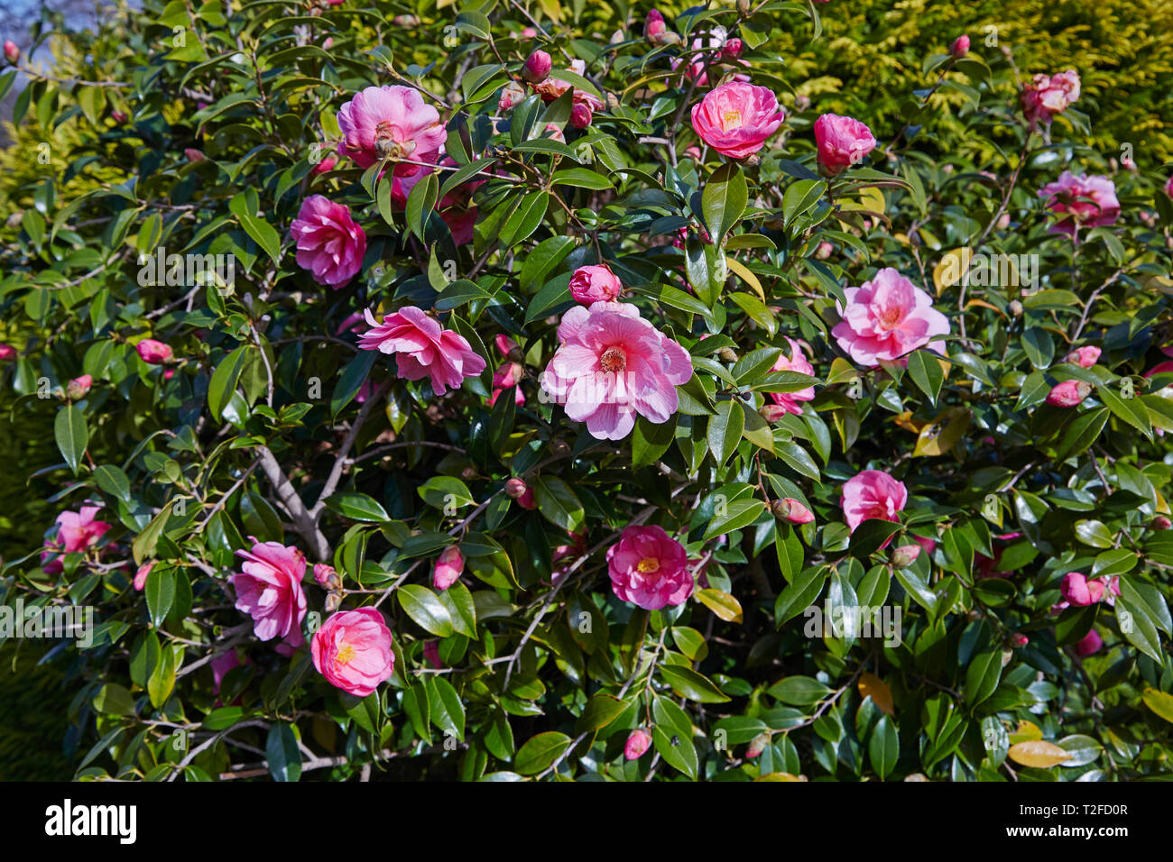 A Camelia bush in full flower in the spring. Stock Photo