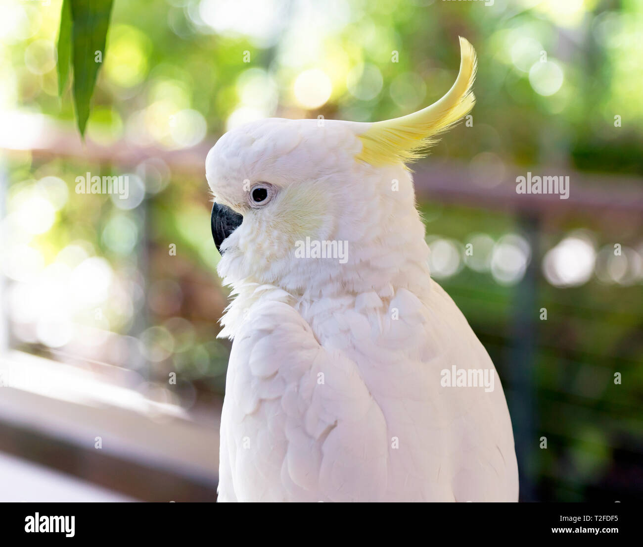 Close-up of a sulphur-crested cockatoo at Hartley's Crocodile Adventures wildlife sanctuary, Captain Cook Highway, Wangetti, Queensland, Australia. Stock Photo
