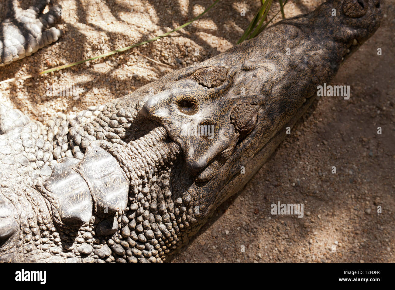 Close-up of a crocodile's head, Hartley's Crocodile Adventures wildlife sanctuary, Captain Cook Highway, Wangetti, Queensland, Australia. Stock Photo