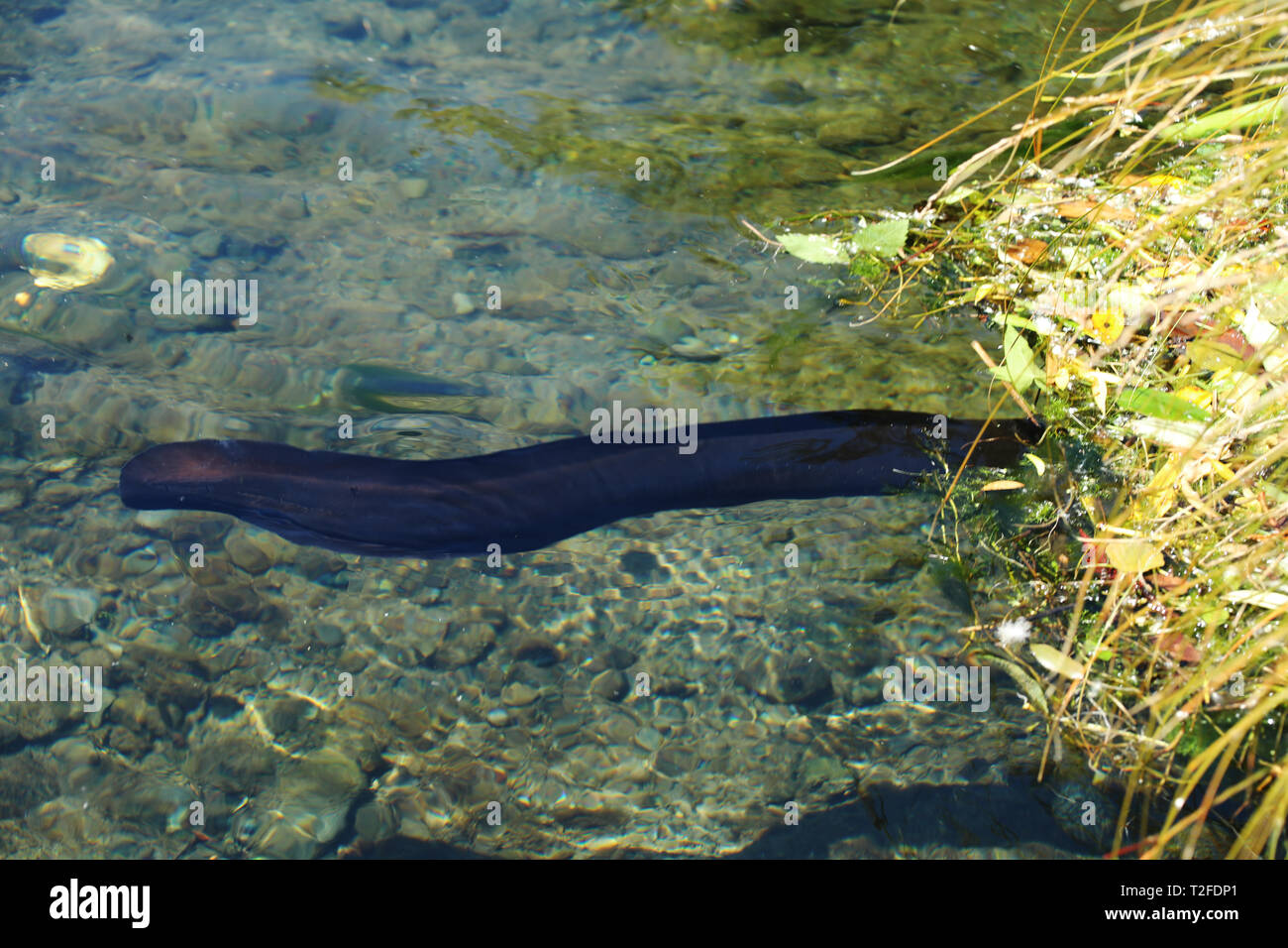 Eel fish in the Avon River in New Zealand Stock Photo Alamy