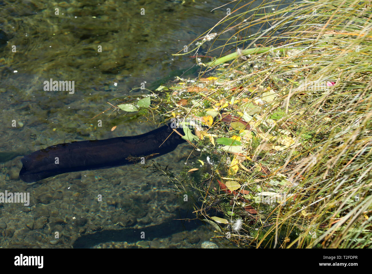 Eel fish in the Avon River in New Zealand Stock Photo Alamy