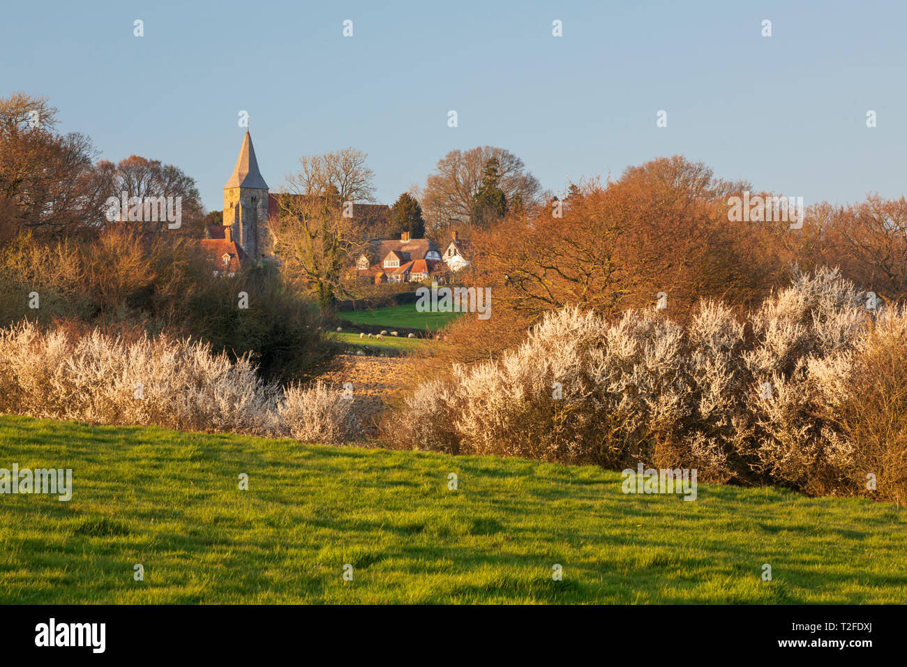 St Bartholomews church with spring blossom in evening sunshine