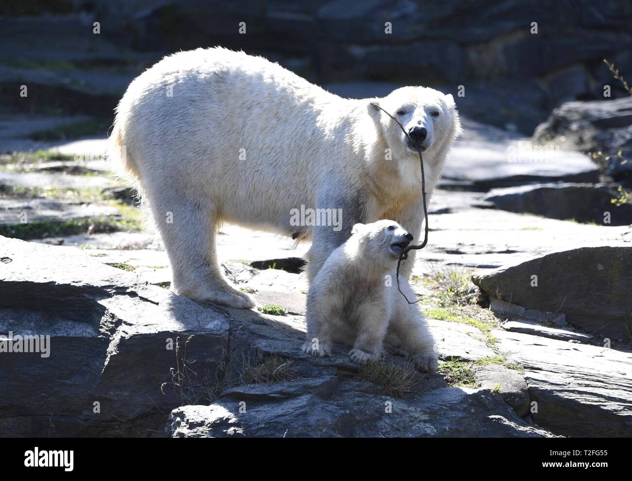 Tierpark Berlin, Eisbär-Mädchen und Eisbärin Tonja, Streit um ein Stöckchen, 01.04. 2019, Copyright: xMatthiasxKochx    Cordon Press Stock Photo