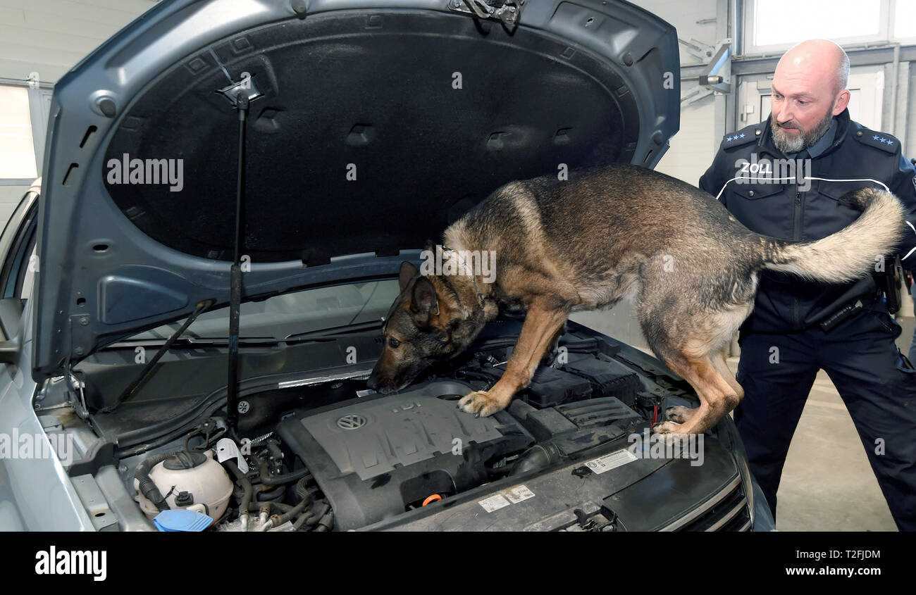 Bremerhaven, Germany. 02nd Apr, 2019. At a press conference of the main customs office Bremen Stefan Klinge, customs dog handler, demonstrates with Etoo, a cash tracker dog, the search for banknotes in the engine compartment of a car. The Pk reported among other things about customs duties, drug finds and illegal employment in 2018. Credit: Carmen Jaspersen/dpa/Alamy Live News Stock Photo