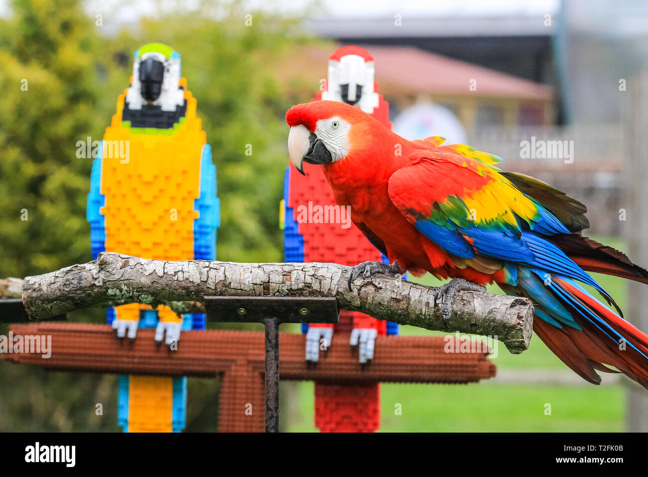 Whipsnade Zoo, Bedfordshire, UK. 2nd Apr, 2019. Inca the Scarlet macaw  inspects the lego birds. Real macaws Inca and Bolivia at ZSL Whipsnade Zoo  come face-to-face with their LEGO brick twins. Keeper: