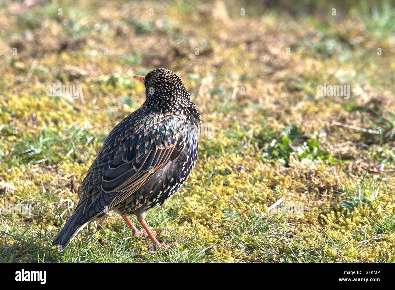Schleswig, Deutschland. 31st Mar, 2019. A star (Sturnus vulgaris) in the transition from a simple dress to a magnificent dress while foraging on the ground on the Konigswiesen in Schleswig. Order: Passeriformes, Suborder: Songbird (Passeri), Family: Stare (Sturnidae), Subfamily: Sturninae, Genus: Sturnus, Species: Star | usage worldwide Credit: dpa/Alamy Live News Stock Photo