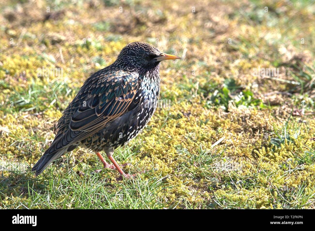 Schleswig, Deutschland. 31st Mar, 2019. A star (Sturnus vulgaris) in the transition from a simple dress to a magnificent dress while foraging on the ground on the Konigswiesen in Schleswig. Order: Passeriformes, Suborder: Songbird (Passeri), Family: Stare (Sturnidae), Subfamily: Sturninae, Genus: Sturnus, Species: Star | usage worldwide Credit: dpa/Alamy Live News Stock Photo