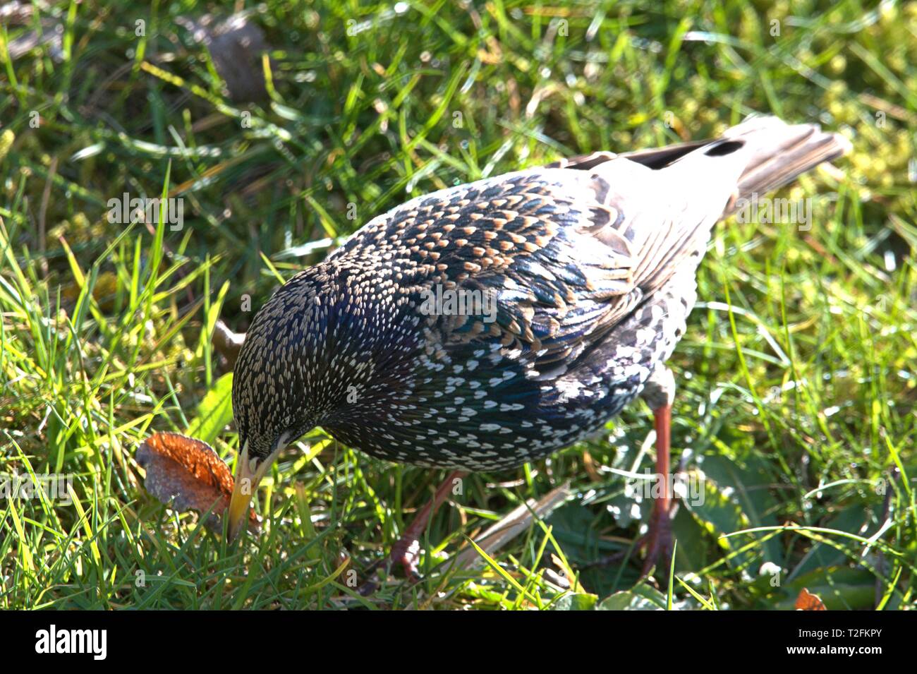 Schleswig, Deutschland. 31st Mar, 2019. A star (Sturnus vulgaris) in the transition from a simple dress to a magnificent dress while foraging on the ground on the Konigswiesen in Schleswig. Order: Passeriformes, Suborder: Songbird (Passeri), Family: Stare (Sturnidae), Subfamily: Sturninae, Genus: Sturnus, Species: Star | usage worldwide Credit: dpa/Alamy Live News Stock Photo