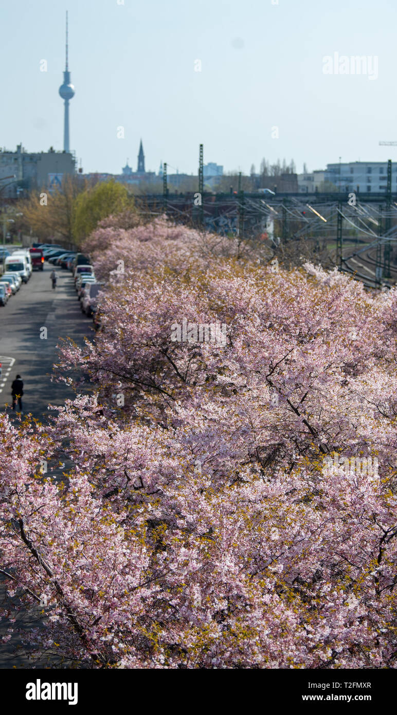 02 April 2019 Berlin Blossoming Cherry Trees Line Norwegerstrasse Berlin In The District Of Prenzlauer Berg The Berlin Television Tower Can Be Seen In The Background Photo Monika Skolimowska Dpa Zentralbild Dpa Stock Photo