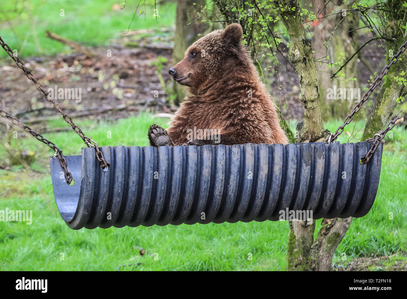 Bear hammock shop