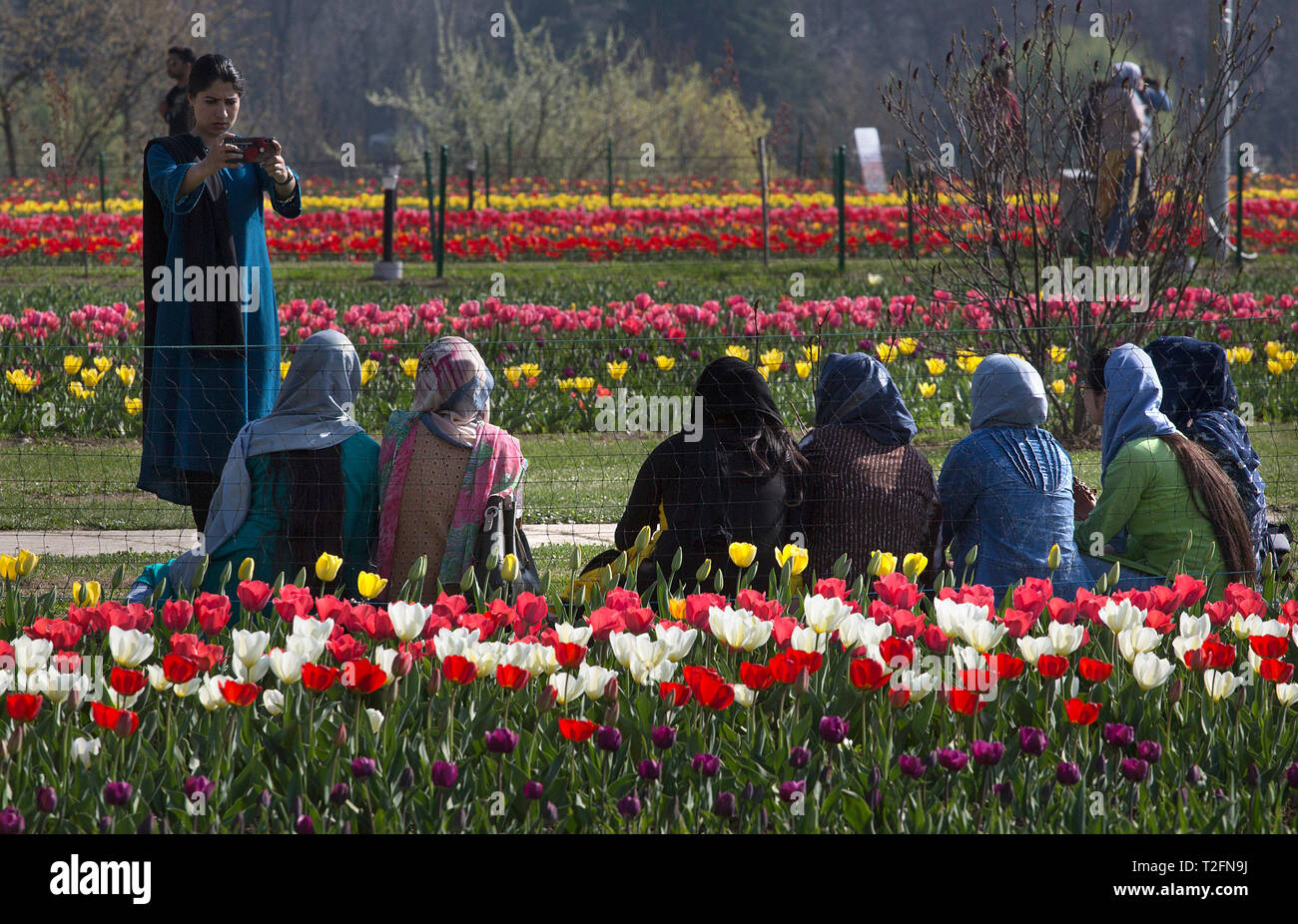 Tulip Garden In Kashmir High Resolution Stock Photography And Images Alamy