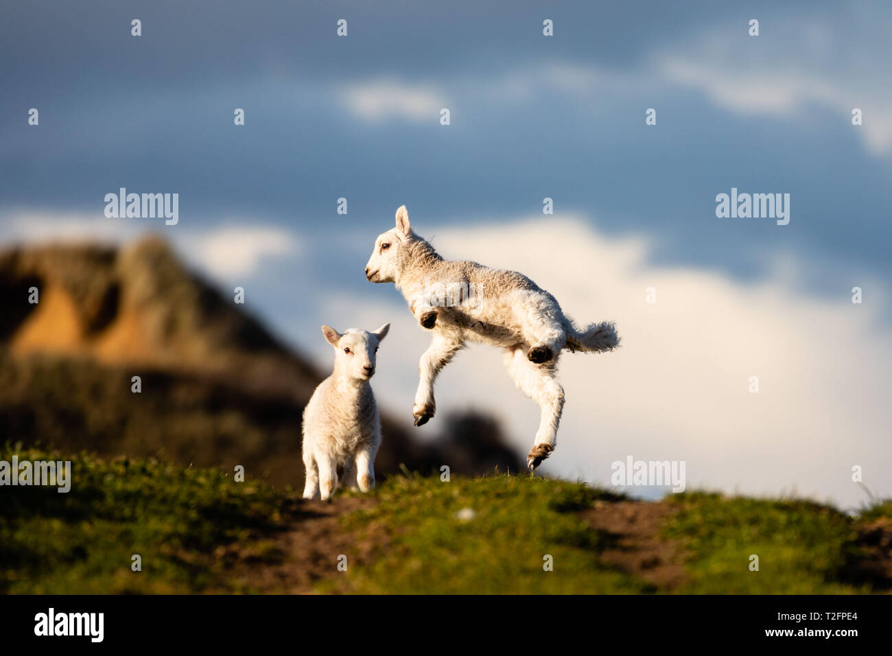 Swansea, UK. 02nd Apr, 2019. UK Weather. Hip Hop: a spring lamb gives an impromtu display of it's new-found strength during a sunny spell at Broughton burrows, Gower peninsula, near Swansea. A colder spell of weather over the next few days threatens many new born lambs and increases the working hours of farmers across the country. Credit: Gareth LLewelyn/Alamy Live News Stock Photo