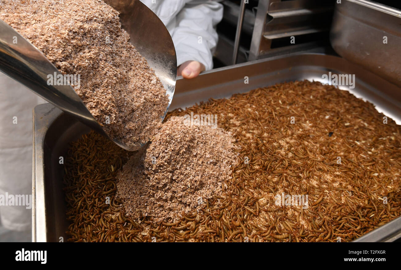Bremerhaven, Germany. 25th Mar, 2019. Sebastian Demtröder, scientific assistant at the Bremerhaven University of Applied Sciences, feeds flour beetle larvae with wheat bran in the research laboratory. Soya and fish meal as Bremerhaven, Germany. 25th Mar, 2019. Sebastian Demtröder, scientific assistant at the Bremerhaven University of Applied Sciences, feeds flour beetle larvae with wheat bran in the research laboratory. Soya and fish meal as