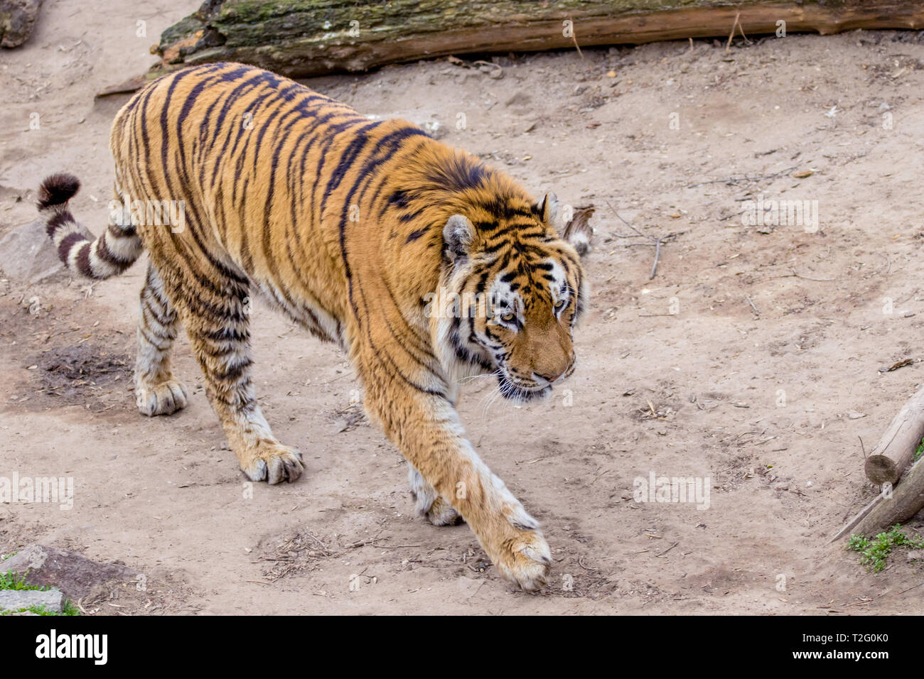 image wild big animal adult striped tiger Stock Photo