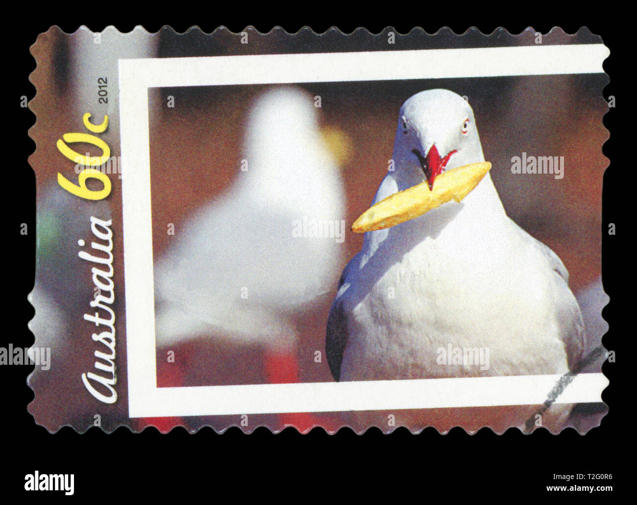 AUSTRALIA - CIRCA 2012: A stamp printed in Australia shows seagull Larus audoinii with with french fries in the mouth, circa 2012. Stock Photo